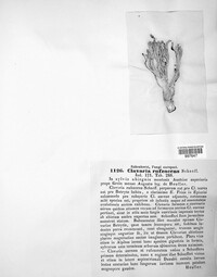 Image of Ramaria rufescens